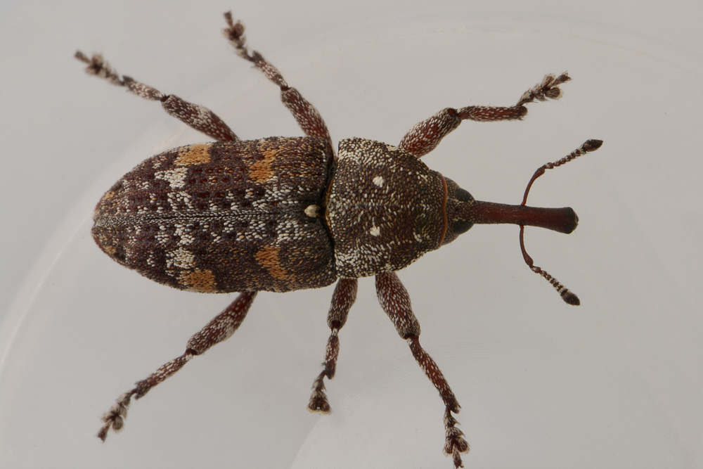 Curculionidae:  Pissodes castaneus